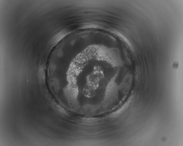 X0000103310921200808291425