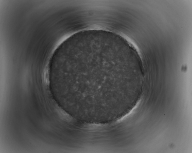 X0000103310925200808291425