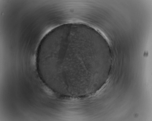 X0000103310975200808291425
