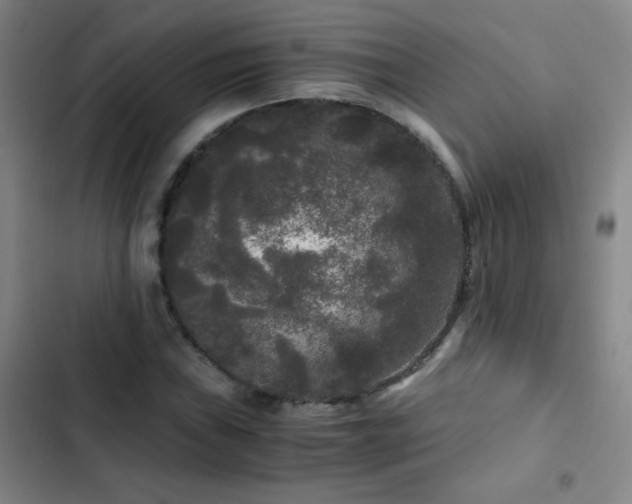 X0000103311019200808291424