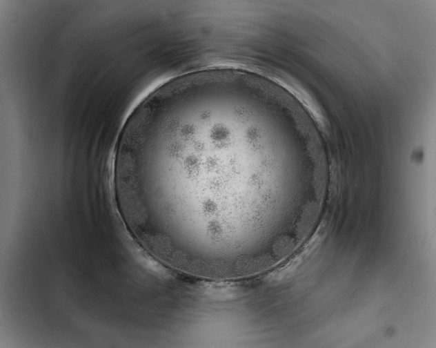 X0000103311198200808291421