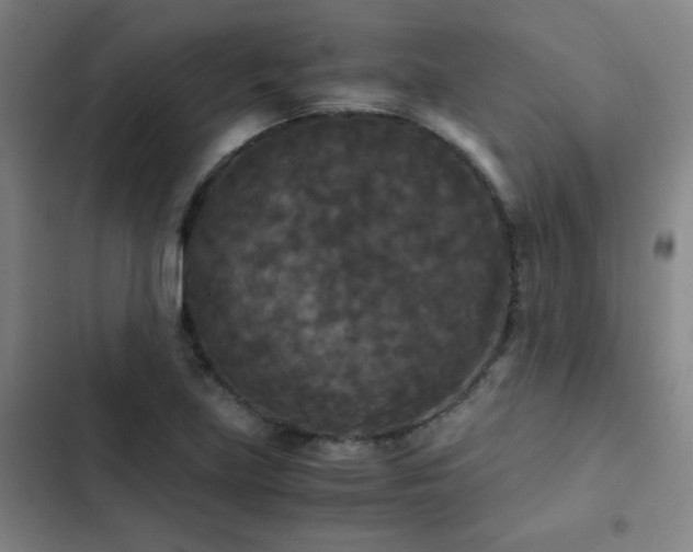 X0000103311219200808291421