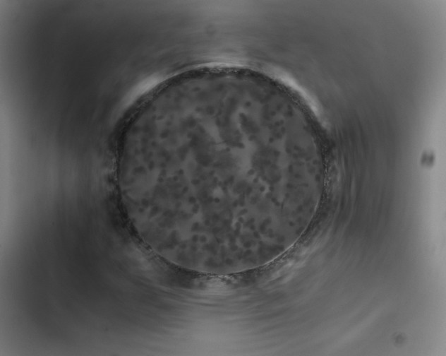 X0000103311255200808291420