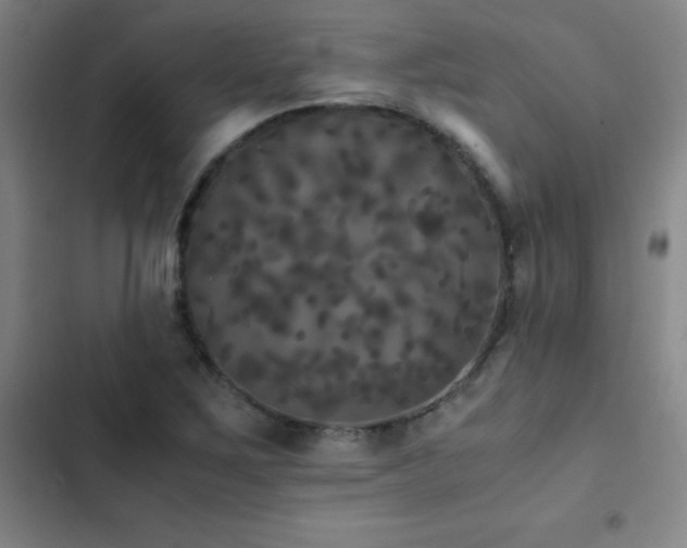 X0000103311267200808291420