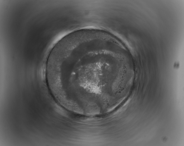X0000103311367200808291419