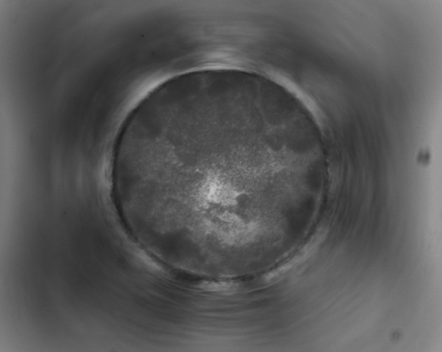 X0000103311415200808291418