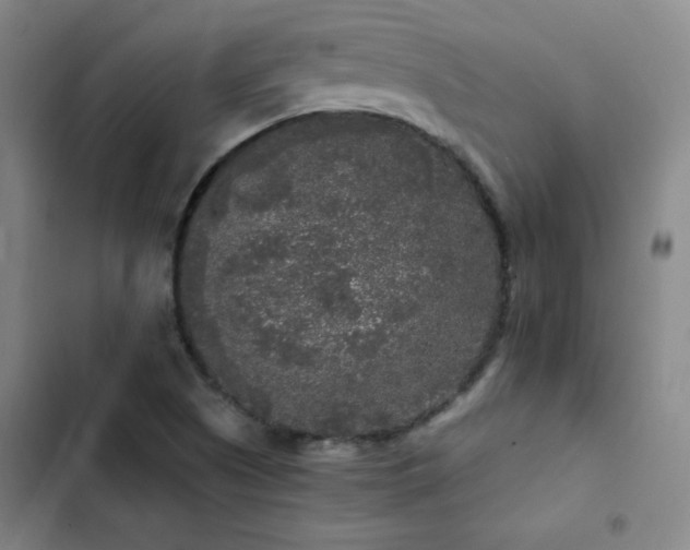 X0000103311505200808291417