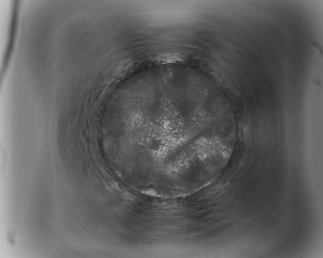 X0000103311393200809122041