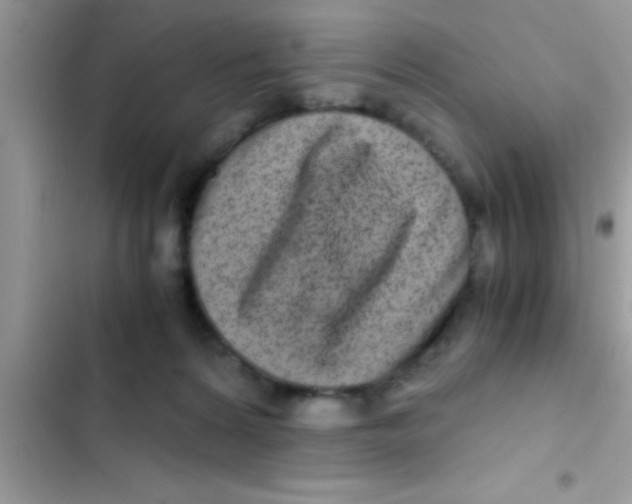 X0000103310224200809191925