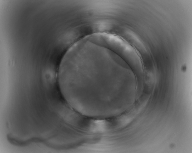 X0000103310324200809191923