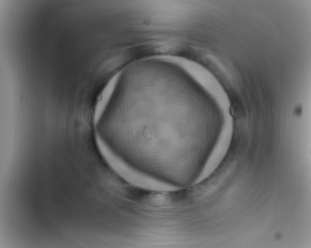 X0000103310325200809191923