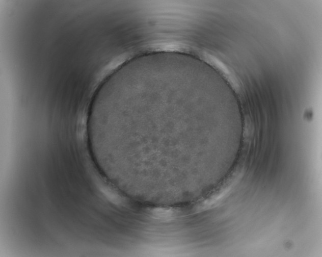 X0000103310394200809191922