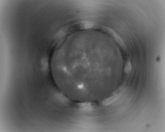 X0000103310524200809191920