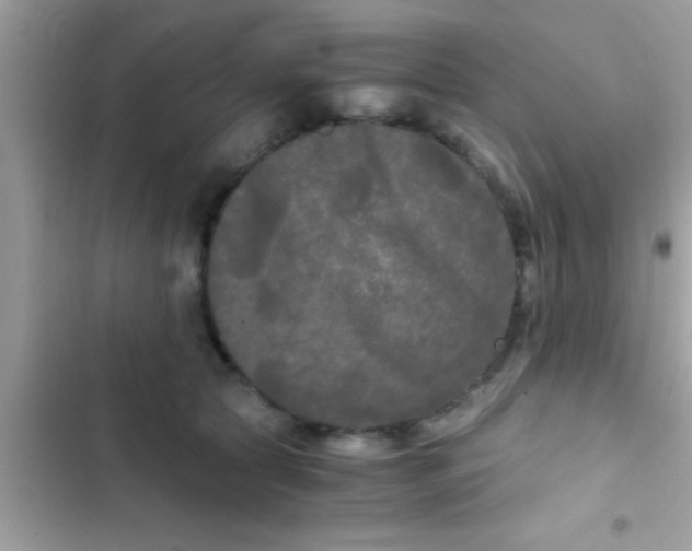 X0000103310561200809191920
