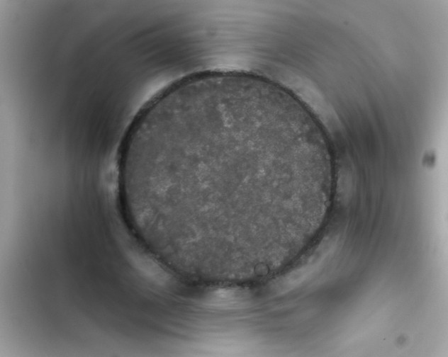 X0000103310584200809191919