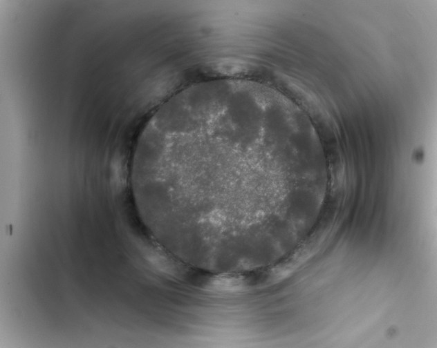 X0000103310606200809191919