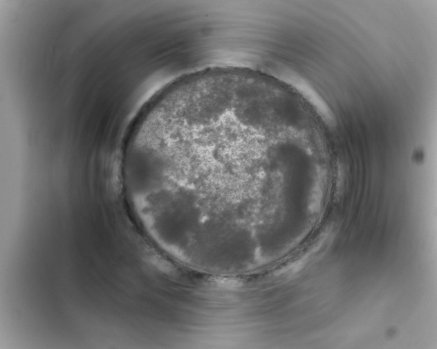 X0000103310878200809191915