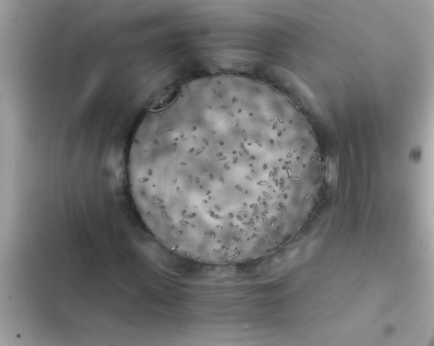 X0000103310915200809191914