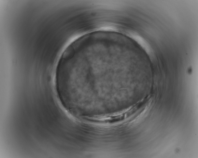 X0000103311331200809191909