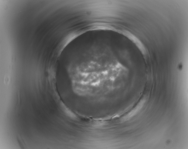 X0000103311385200809191908