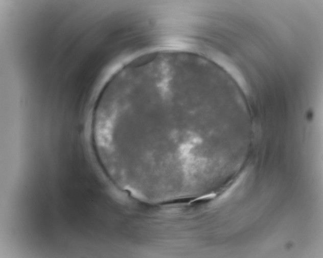 X0000103311477200809191907