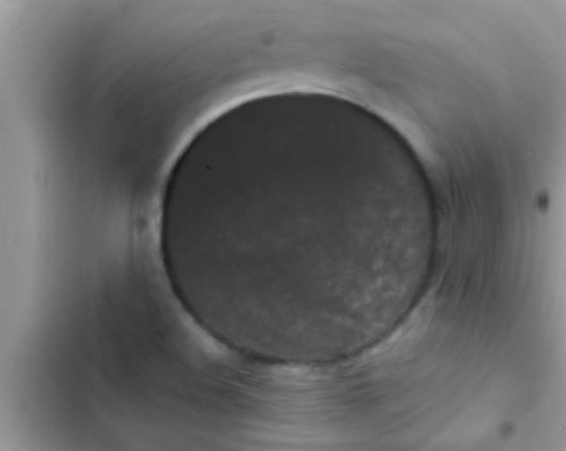 X0000103311508200809191906