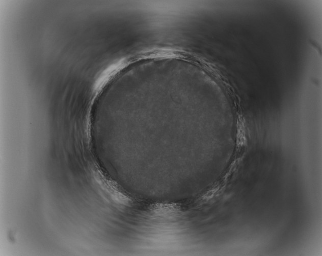 X0000103310296200809261343