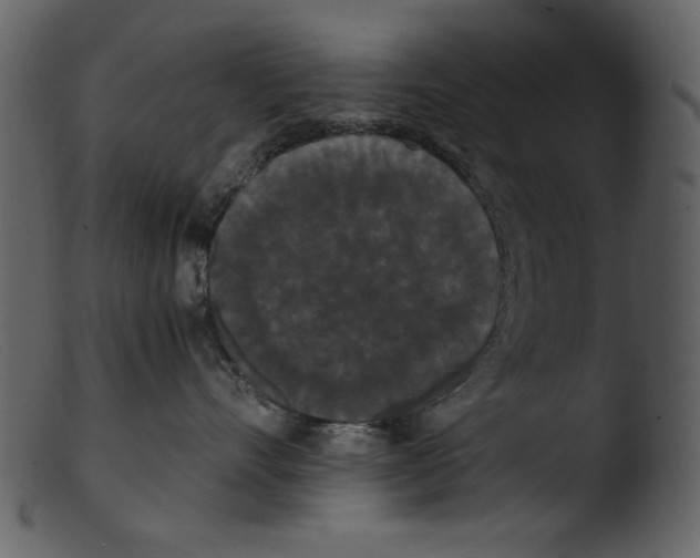 X0000103310528200809261340