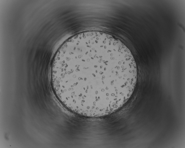 X0000103310804200809261335