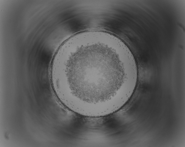 X0000103310856200809261335