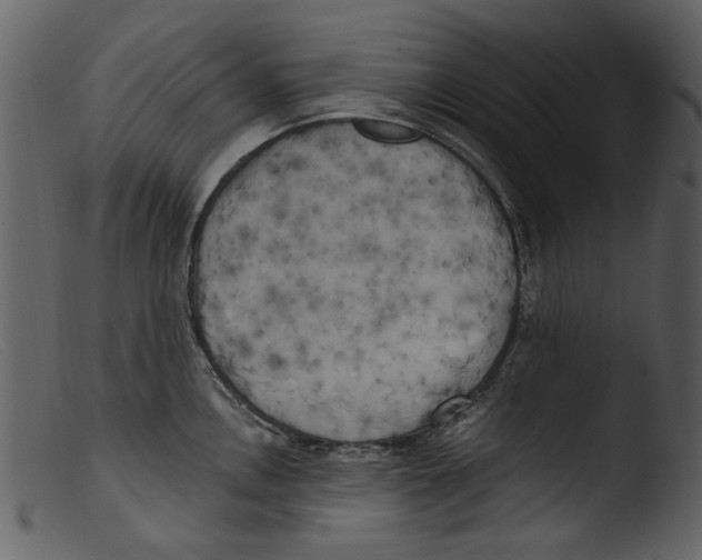 X0000103311146200809261330