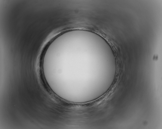 X0000103320198200809051007