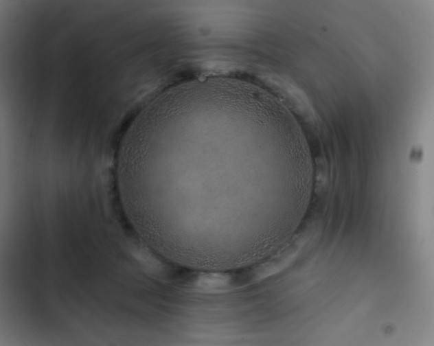 X0000103320369200809051152