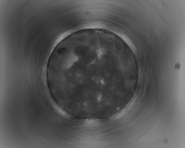 X0000103320850200809051145