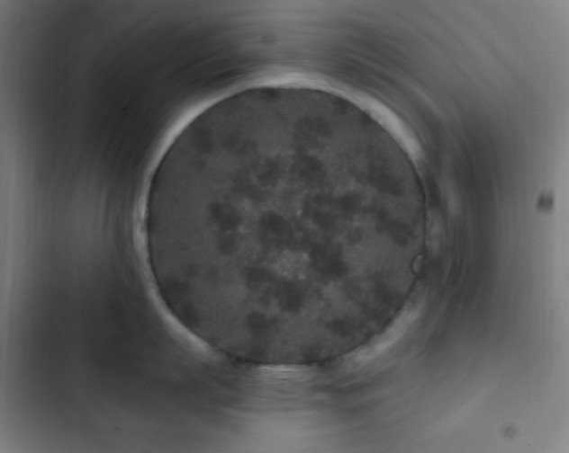 X0000103320863200809051146
