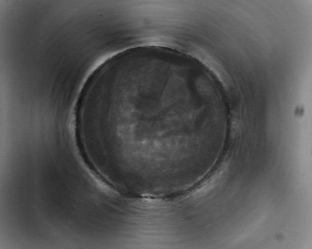 X0000103321024200809051142