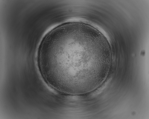 X0000103321045200809051142