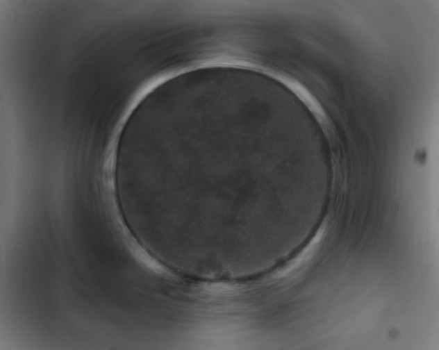 X0000103321246200809051140