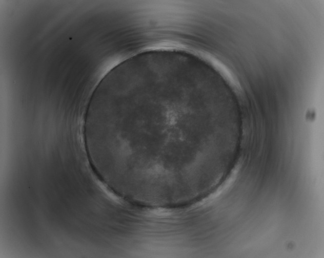 X0000103321329200809051138