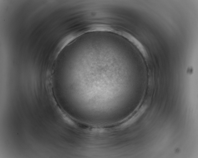 X0000103321385200809051137