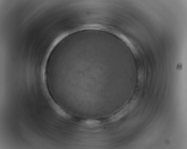 X0000103321466200809051135