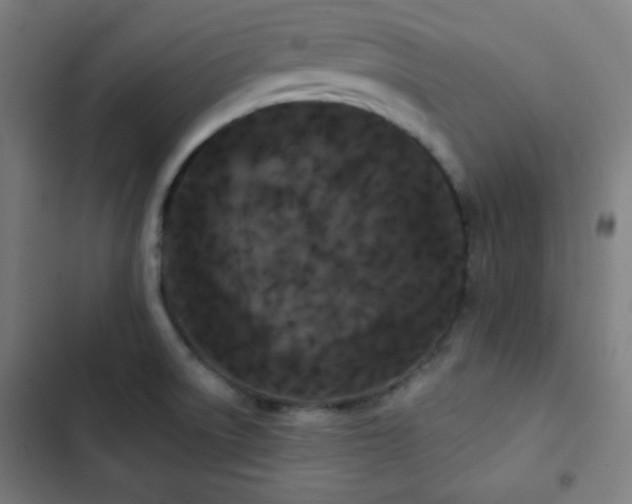 X0000103321522200809051135