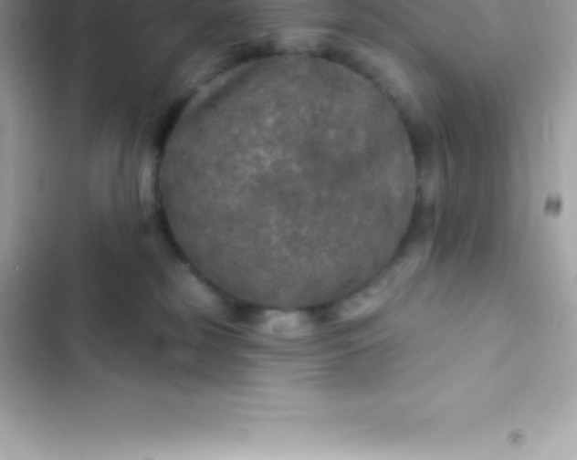 X0000103320185200809192149