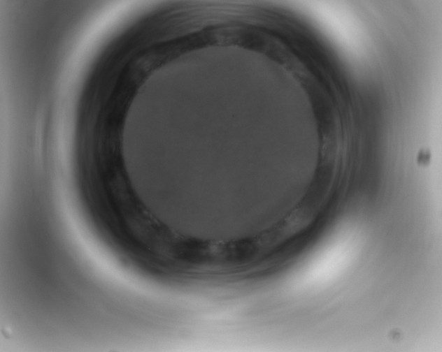 X0000103320383200809192146