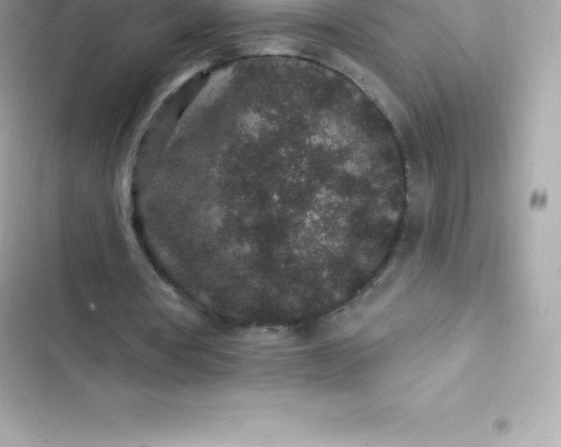 X0000103320386200809192145