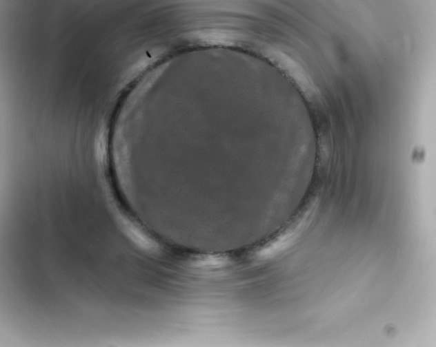 X0000103320398200809192145