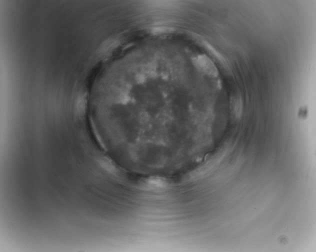 X0000103320475200809192144