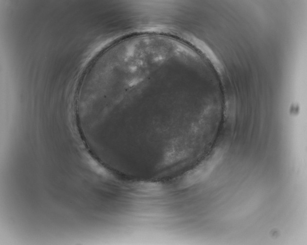 X0000103320577200809192142