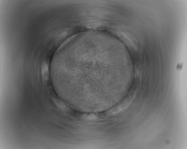 X0000103321106200809192133