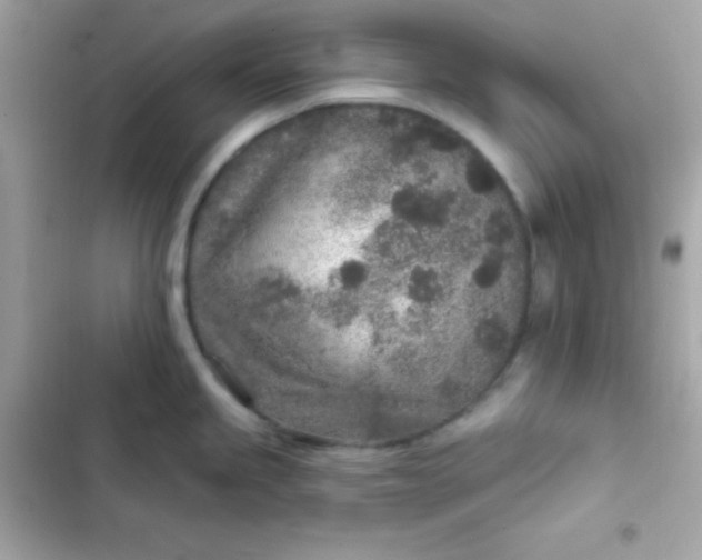 X0000103321245200809192132